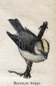 Oiseaux utiles à l