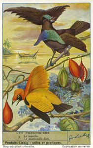 Les oiseaux du paradis - Unknown artist