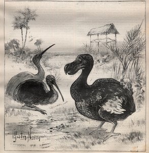 Oiseaux disparus : le dodo et l