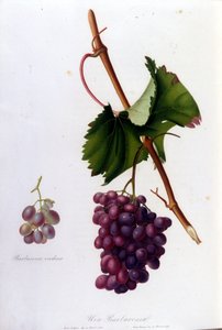 Raisins noirs. Gravure du XIXe siècle - Unknown artist