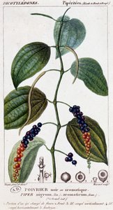 Poivre noir ou aromatique - planche botanique. 19e siècle - Unknown artist