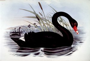 Cygne noir (cygnus atratus) - de « Birds of Australia » de J. Gould, début du 19ème siècle