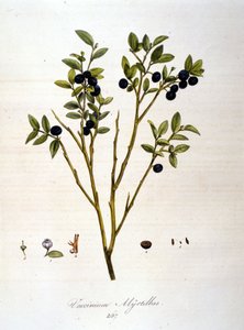 Myrtilles : planche botanique du 19ème siècle - Unknown artist