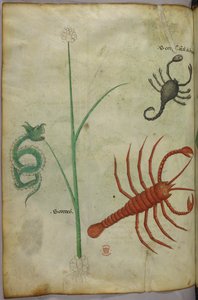 Illustration botanique et animale - Unknown artist