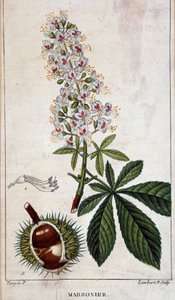 Planche botanique - Fleurs, feuilles et fruits du châtaignier - Unknown artist