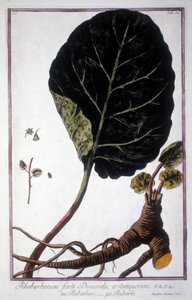 Planche botanique : Feuille et racines de Rhubarbe. Herbier du 19ème siècle.
