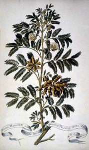 Planche botanique : Mimosa. Herbier du 19ème siècle.