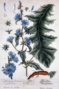 Planche botanique : cichorium factivum velseris (chicorée des jardins).