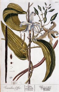 Planche botanique de vanille (vanilla offic) - 19e siècle - Unknown artist