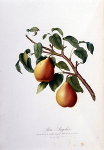 Planche botanique représentant la poire angélique. 1820 - 1822. - Unknown artist