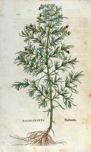 Planche botanique : romarin (rosmarinus). Herbier de Léonard Fuchs, "Historia Stirpium", Bâle - Unknown artist