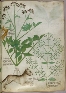 Illustration botanique d