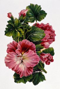 Bouquet de fleurs. Chromolithographie du 19ème siècle - Unknown artist