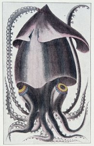 Calmar brésilien - d