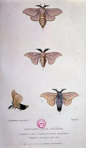 Papillons : Maladie du ver à soie - Étude de Pasteur - Unknown artist