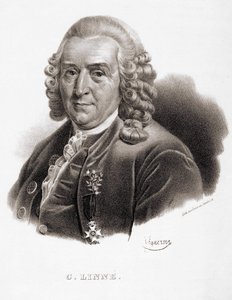 Carl Von Linné naturaliste et écrivain suédois (1707 - 1778) - Unknown artist