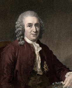 Carl Von Linné - Unknown artist