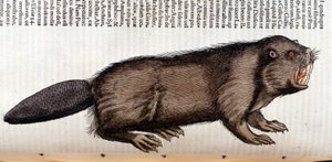 Castor - dans « Historia Animalium » de Conrad Gesner, Tiguri - Unknown artist