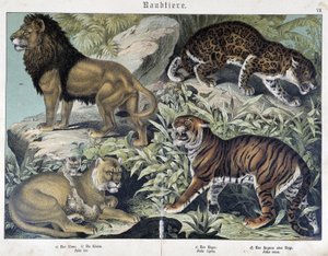 Chats: lion, lionne, tigre - dans "Histoires naturelles des mammifères", éd. Schreiber - Unknown artist