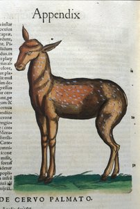 Cervidae (antilope ?) dans Historia Animalium de Conrad Gesner (1516 - 1565), Tiguri