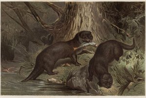 Loutre chilienne - La loutre de rivière du sud, Lontra provocax - gravure de "La vie des animaux" d