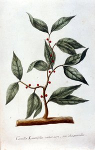 La cannelle. Herbier du 19e siècle - Unknown artist