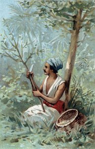 Écorce de cannelle à Ceylan. Chromolithographie de la fin du 19ème siècle. - Unknown artist