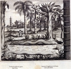 Cobra et serpent venimeux d