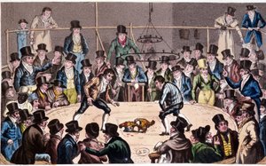 Combat de coqs