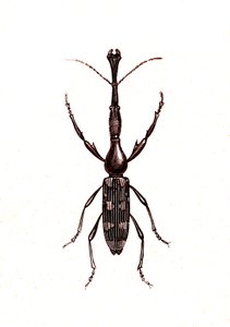 Coléoptères : Brenthus Temminchii - Unknown artist