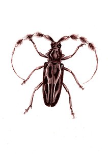 Coléoptères : Lophocerus barbatus - Unknown artist