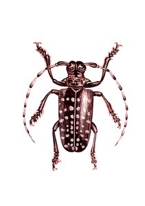 Coléoptères : Ophoptera Tollii - Unknown artist