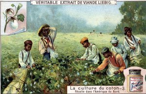 Culture du coton en Amérique du Nord. Chromolithographie Liebig du XIXe siècle - Unknown artist