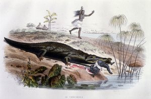 Crocodile dévorant un petit enfant - Unknown artist