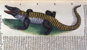 Crocodile. dans Historia Animalium de Conrad Gesner (1516 - 1565), Tiguri - Unknown artist