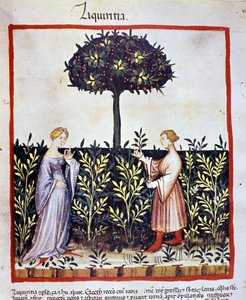 Culture de plante médicinale : récolte de réglisse (bois ou racine). Enluminure du « Tacuinum sanitatis » - Unknown artist