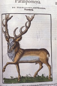 Le cerf d