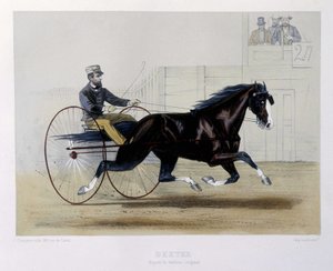 Dexter trotteur - dans « Le Centaure » - Unknown artist