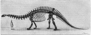 Squelette de dinosaure : « Brontosaurus excelsus », Jurassique supérieur des Montagnes Rocheuses. - Unknown artist