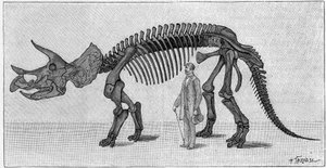 Squelette de dinosaure : « Triceratops prorsus », March. Crétacé supérieur des Montagnes Rocheuses. Reproduction du dessin communiqué par M. March à Albert Gaudry de l