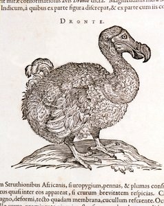Dodo ou Dronte. Oiseau disparu - dans « De Indiae utriusque re naturali et medica » de Gulielmi Pisonis, Amsterdam - Unknown artist