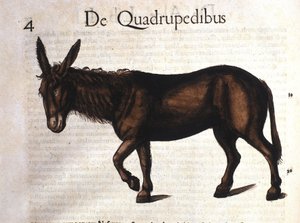 Âne de Historia Animalium par Conrad Gesner, Tiguri 1560