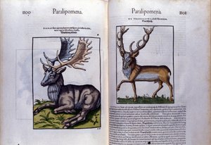 Double page de cerfs dans Historia Animalium de Conrad Gesner, Tiguri - Unknown artist