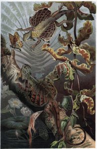Draco volans, variété de lézard arboricole - gravure de « La Vie des Animaux » par Alfred Edmund Brehm - Unknown artist