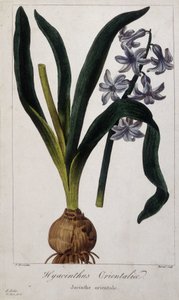 Jacinthe orientale (Hyacinthus Orientalis) Planche botanique des plantes asiatiques du 19ème siècle - Unknown artist