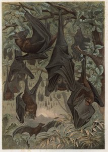 Roussette d