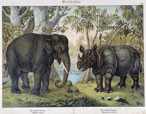Éléphant et rhinocéros - Unknown artist