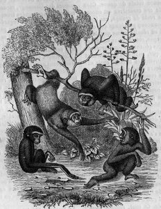 Gravure représentant les gibbons Hoolock d