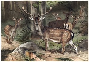 Le daim (Dama dama) - gravure de « La Vie des Animaux » par Alfred Edmund Brehm - Unknown artist