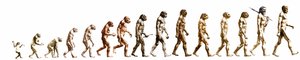Évolution : comparaison des morphologies du singe à l